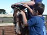 VÍDEO: Relação entre humanos e cavalos traz benefícios para o corpo e mente 