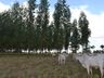 Veterinário orienta sobre os cuidados com alimentação bovina no inverno
