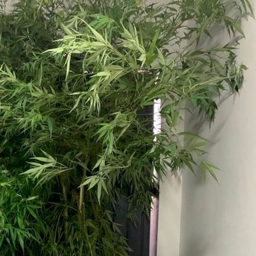 Polícia apreende pés de maconha com 2 metros de altura em SC