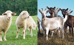 Criação de ovelhas e cabritos pode virar nova aposta do agronegócio em SMO 