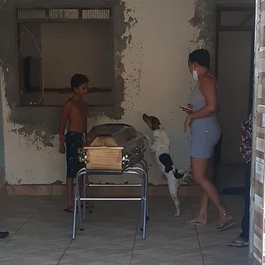 Cachorro chora e acompanha velório da tutora ao lado do caixão