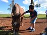 VÍDEO: Relação entre humanos e cavalos traz benefícios para o corpo e mente 