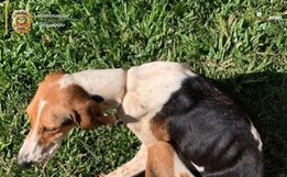 Polícia Civil indicia mulher por maus-tratos a animas