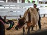FAISMO: Mercoleite terá mais de 120 animais além do torneio leiteiro 