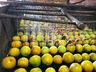 Na capital da fruta, produtores trabalham na sucessão familiar 