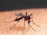 Descanso confirma primeiro caso de chikungunya e se aproxima de epidemia de dengue