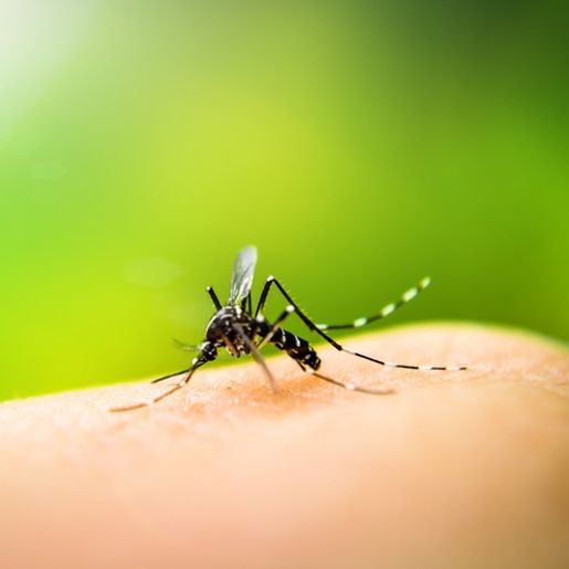 São Miguel tem 54 casos  de dengue confirmados