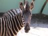 Filhote de zebra nasce em SC após gestação incomum no Brasil