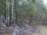 Incêndio queima cerca de dois hectares de reflorestamento em Cunha Porã