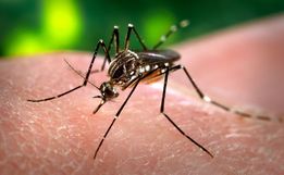 SMOeste já registra 82 casos confirmados de dengue em 2022