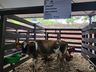 Itapiranga projeta 30 mil pessoas na Efrait