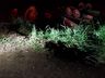 Homem morre em tombamento de trator no interior de Mondaí