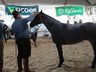 Cavalos crioulos de Itapiranga são avaliados na 11ª Efrait