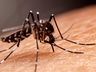 SC aguarda resposta do Ministério da Saúde para ampliar a vacinação da dengue