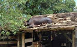Vaca é resgatada após ficar presa em telhado 
