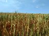 Agricultores que tiveram perdas com a cigarrinha podem solicitar cobertura pelo Proagro