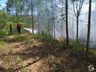 Incêndio de grandes proporções atinge plantação de eucalipto no interior 