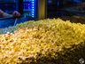 População assiste Velozes e Furiosos 9 no Cine Peperi; veja as fotos