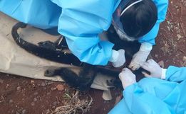 Macaco é encontrado morto no interior de São José do Cedro 