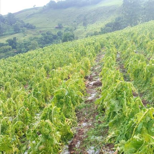 Chuva de granizo causa prejuízos em lavouras da região