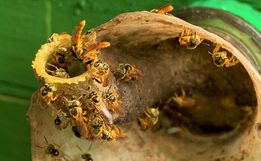 Meliponicultura cresce no Extremo Oeste e atrai produtores para seminário em SMO 