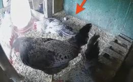 VÍDEO: Galo que bota ovos vira atração no Meio-Oeste de SC