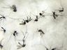 TCE pede planos de contingência contra dengue de Descanso e SMOeste 