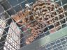 Jaguatirica é  devolvida à natureza após ser encontrada em residência 