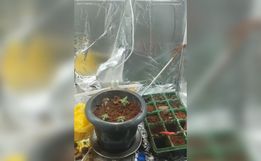 Jovem de 17 anos é apreendido por tráfico de drogas em Maravilha