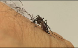 SC tem quase 5 mil casos confirmados de dengue em apenas 9 dias