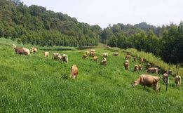 EPAGRI organiza grande evento sobre bovinocultura de leite no Extremo Oeste 