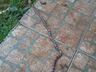 Moradores levam susto ao se deparar com cobra coral no interior de Riqueza