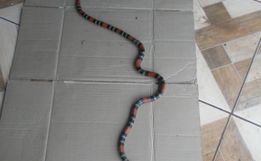 Moradores levam susto ao se deparar com cobra coral no interior de Riqueza