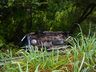 Van com 14 ocupantes sai da pista, cai em barranco e dois ficam feridos na BR-282