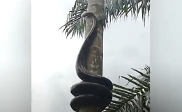 VÍDEO: Cobra ‘gigante’ escala árvore e assusta moradores