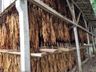 Produtores de tabaco iniciam período de classificação 