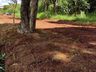 Lago municipal está sendo revitalizado em São José do Cedro