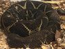 Agricultor de Tunápolis encontra serpente considerada a segunda espécie mais peçonhenta do Brasil