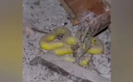 Biólogo é chamado para resgatar cobra, mas encontra pedaço de plástico em SC