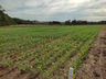 Epagri intensifica ações para recuperação de áreas agrícolas no Estado