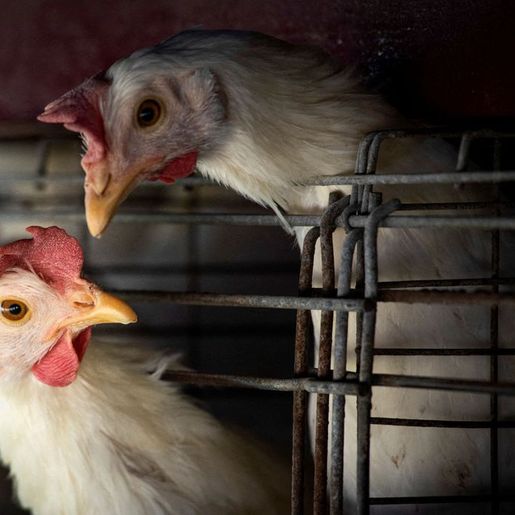 Gripe aviária leva Brasil a decretar emergência zoossanitária