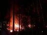 Incêndio volta atingir área de reflorestamento em São José do Cedro