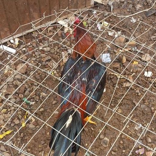 Rinha de galo é flagrada pela Polícia Militar no bairro São Luiz em SMOeste