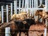 São Miguel Tchê movimenta parque de exposições; confira fotos