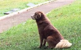 Morre cachorro que viveu por 10 anos em cemitério após enterro da dona