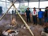 São Miguel Tchê teve público de cerca de 10 mil pessoas; fotos