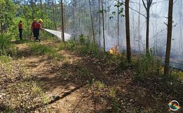 Incêndio de grandes proporções atinge plantação de eucalipto no interior 