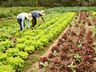 Primeira chamada pública do PAA para este ano contempla mais de 90 municípios do estado