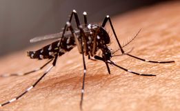 Casos prováveis de dengue caem 92% em SC em comparação com 2024