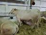 Exposição de animais será destaque na 15ª Efacitus, em Tunápolis